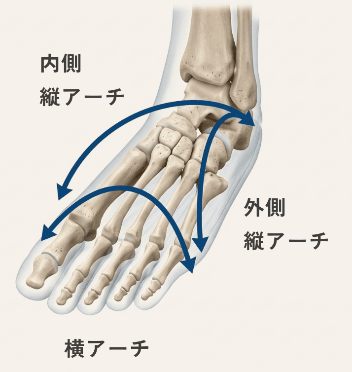 足の3つのアーチとその役割